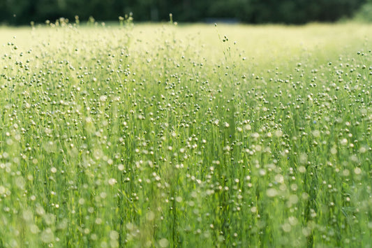 OUR LINEN - European Flax